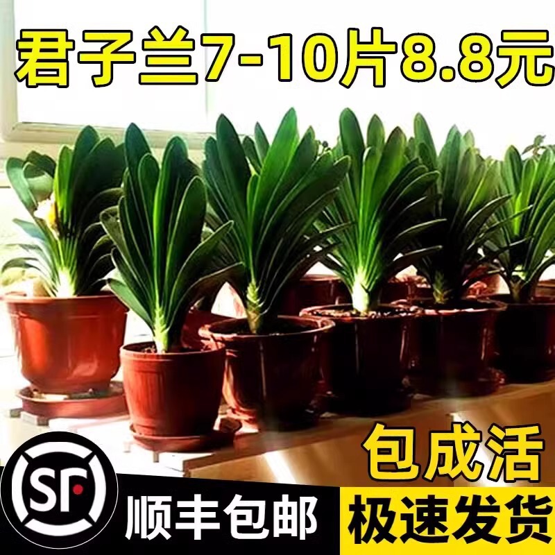 Four-Season Clivia Potted Indoor Easy-To-Grow Green Plants with Buds, Large Seedlings, Succulent Plants, Hydroponics, Easy-To-Grow Florals Four-Season Clivia Potted Indoor Easy-To-Grow Green Plants with Buds, Large Seedlings, Succulent Plants, Hydroponics, Easy-To-Grow Florals