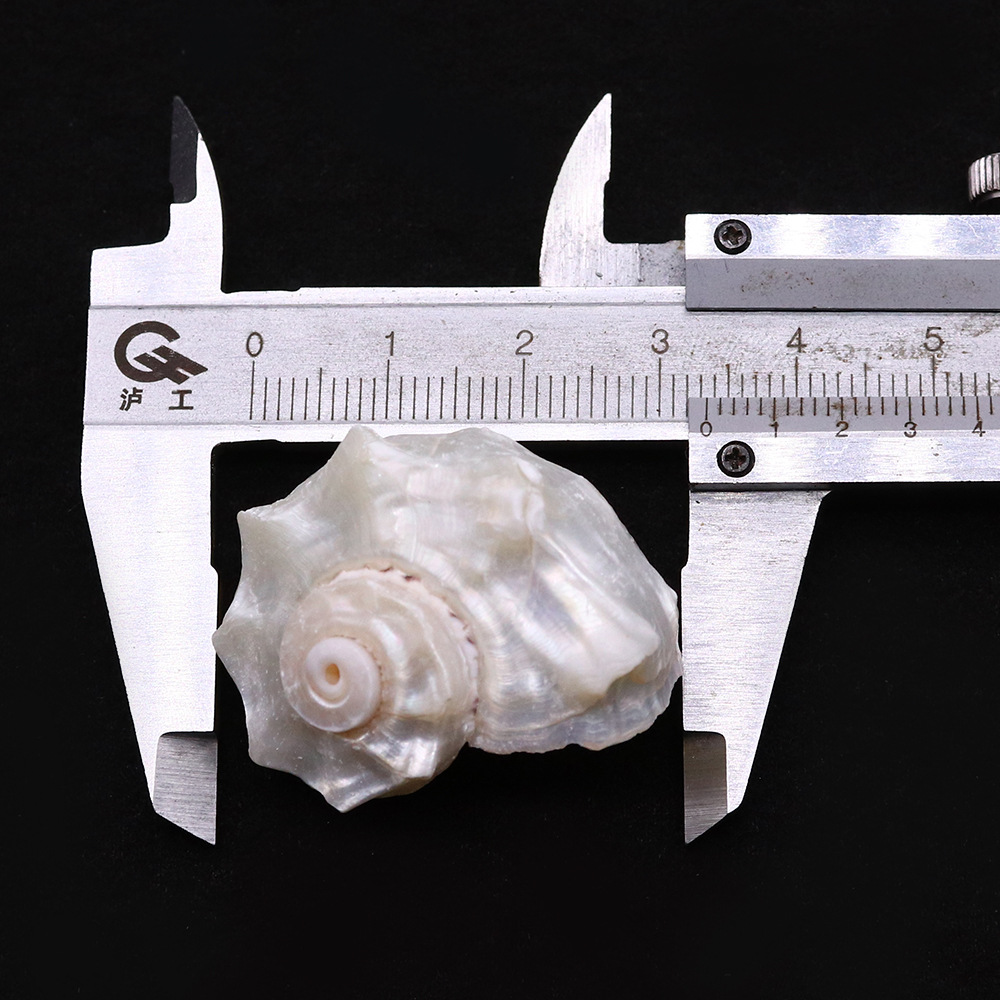 Jewelry Accessories Classification 1 Piece 25-40mm Shell Shell Faceted Jewelry Accessories Beads