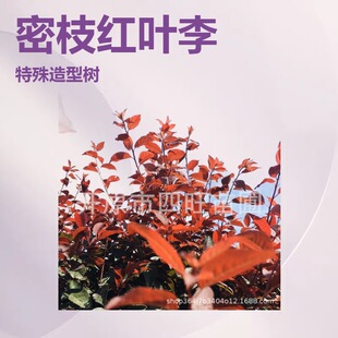 �½����ɸ��C���ą����t�~���������� ��֦���~���� ���ֺ�����