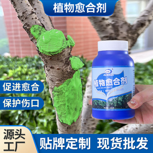 �m����ֲ���ɂ����п����τ���ľ�����辰��֦��֦�䘶��Ƥ�޽�