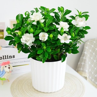 �d�ӻ����Ի����҃��̨����ˮ������Gֲ�����ͺ��Bֲ��