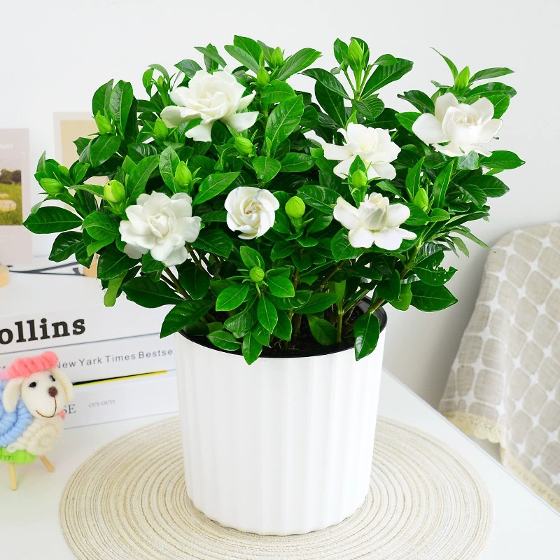 Цветы гардении в горшках домашний балкон настольное гидропонное Выращивание почвы зеленое растение Лучжоу-вкус хорошие размножающиеся растения