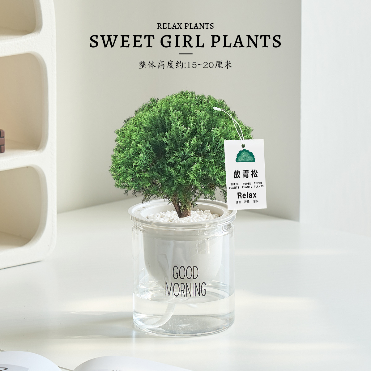 Pequeño bonsai verde en la sala de estar de escritorio de la oficina, hoja perenne en todas las estaciones, buena alimentación emocional estable image 8