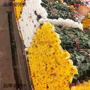 Qingming Festival Chrysanthemum Flower Bouquet Yellow and White Chrysanthemum Flowers Memorial Tomb Sweeping Fresh White Chrysanthemum Large Chrysanthemum Guangzhou Direct Batch