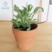 食用鼠尾草 意大利 巴格旦 水果凤梨 【克拉香草】