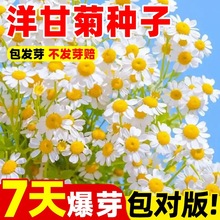 NѰ׾СrշNļNֲ̫ꖻ҃ͥԺذ