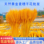 金黄色天然麦穗干花束开业大麦厂家直销麦穗批发麦穗花篮装饰道具