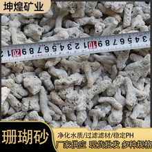 大量批发珊瑚骨大颗粒珊瑚砂鱼池水族过滤水处理鱼缸造景珊瑚石