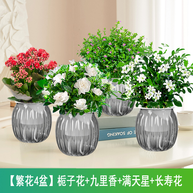 [화분 4개] 치자나무 + 구리향 + 아기숨결 + 장수꽃 (회색 호박 화분)