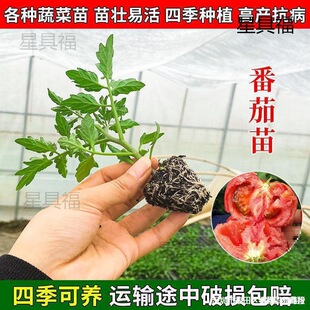 �m������t���緬�����}Ů�����������߲����������������ԉ�����