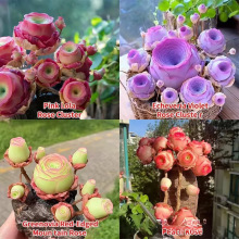 ɽõNӻɫˮõN̨҃ԻB