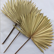 北欧风简约装饰干化葵叶造景天然客厅莲花摆件蒲扇叶婚礼背景插花