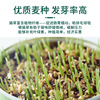 Cat grass is a lazy man growing cat grass pot wheat seed chemical wool ball cat mint pet cat snack wholesale agent