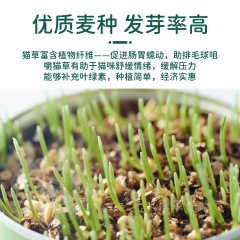 Cattail cat grass can opener lazy planting cat grass pot wheat seeds hairball catnip pet cat snacks wholesale dropshipping