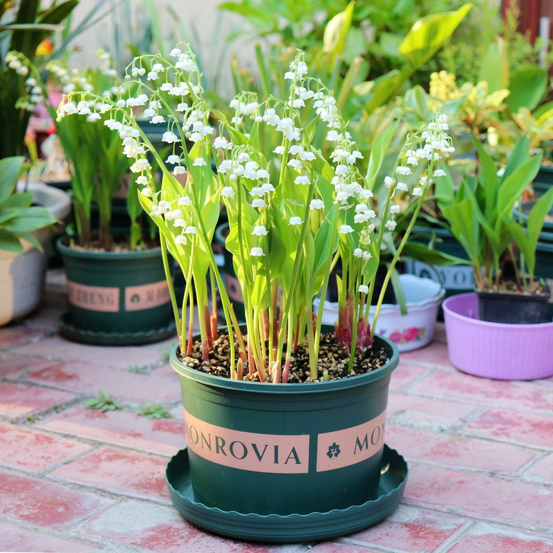 Рассада долины лилий Горшечное растение держит цветок с бутонами семенного шарика Four Seasons открытая гостиная офис хорошие цветы и зеленые растения