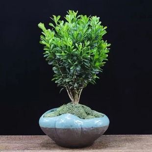 �f��������ͥԺ�����S����綬�����辰�h�ʇ����h�綬����~�S��