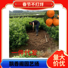 ���S�۽���޽ӻʵ۸����Ә��箔��Y���������Խ��Ә��ϱ����Nֲ