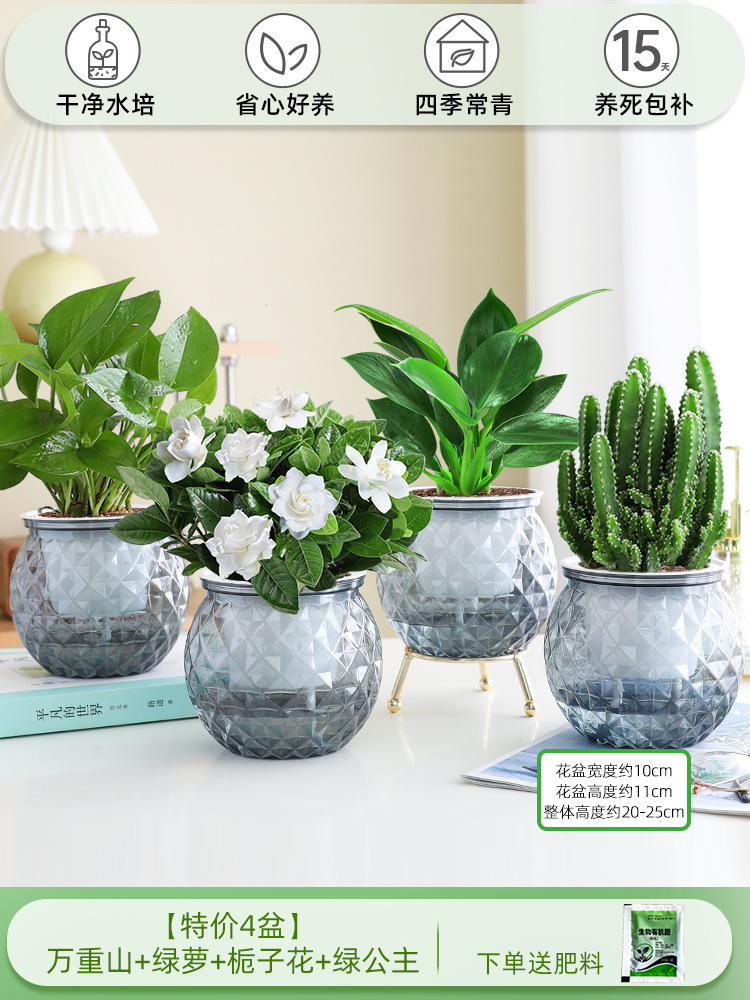 [특별 제공 화분 4개] 완중산 + 포토스 + 치자나무 + 그린 프린세스