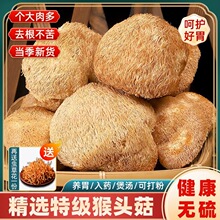 �|���L��ɽ�ؼ�Ұ������^����؛�Ҝ��ɴ���^�����Bθ��500g