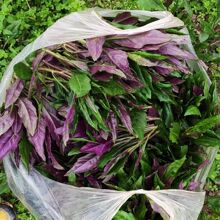 四川新鲜血皮菜紫背菜当季蔬菜乐山特产紫色野生蔬菜健康蔬菜