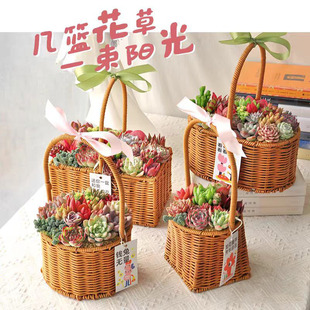 Succulent Plant Portable Basket Souvenir Gift Ceramic Potted Plant Holiday Gift Potted Succulent Desktop Decoration Ornaments