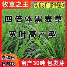 鱼草种籽黑麦草牧草种子四季高产畜牧养殖喂鸡鸭鹅兔马猪牛羊草籽
