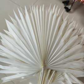 干花素材观音扇子插花装饰田园乡村家居棕榈干花装饰花材婚礼家居