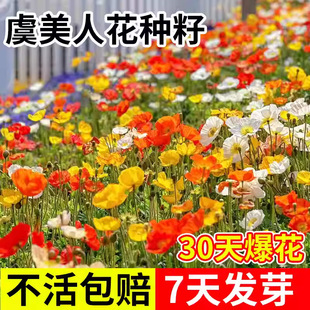 �����˻��N��ɫ���u�����˷N���̨ͥԺ���N����һ���ļ����N����