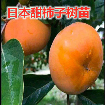 Crisp persimmon Fruit tree seedlings Guomiao fruit Japan Sweet persimmons Then Result South North plant