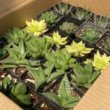 批发混 十二卷玉露玉扇套餐 喜阴耐热盆栽多肉植物办公桌水培绿植