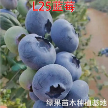 �{ݮ���� L25�{ݮ�� ����{ݮ���Ե��Թ������������l����Y��