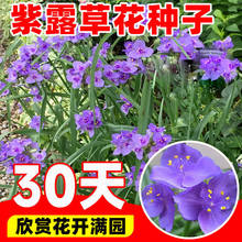 ��¶�ݷN���ļ��̨�����ŲݷN�Ѷ������޸��ͺ������������ԷN��