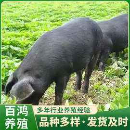 供应生态养殖黑土母猪多少钱一头农场莱芜黑猪活体沂蒙小黑猪