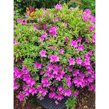 ë���N������Ͼ껨С��ͥԺ�@�������ļ�����G���L��ֲ��ë�N��