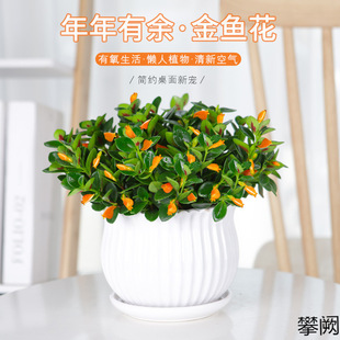 ���~���m�����ļ��^��ֲ����~���҃ȿ͏d�^��ֲ�ﶹ��G�ļ�����