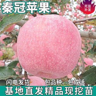 һ�����l �ع��O�������ϱ���ͥԺ�������ԷNֲ�����ش���޽���