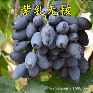 ������Ʒ�N�ձ���ӡ���������� ꖹ�õ��o�����ј� ����o������