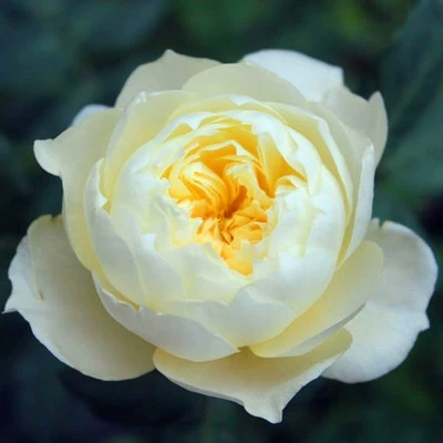 Дропшиппинг рассады роз чинчила в горшках, крупноквашные, ароматные, цветущие в четыре сезона, для балкона и двора.