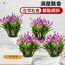 带花苞-澳洲香水石斛兰春节年宵花卉盆栽室内好养活浓香水培兰花