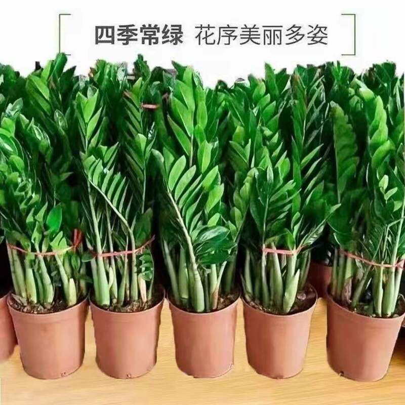 Money Tree Potted Plant Indoor Money String to Attract Wealth Living Room Green Plants and Florals Evergreen All Year Round Money Tree Potted Plant Indoor Money String to Attract Wealth Living Room Green Plants and Florals Evergreen All Year Round