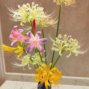 Safflower Rose Yellow Flower Lycoris Bulb Cold-Resistant Courtyard Garden Perennial Flower Manzhu Shahua Bianhua