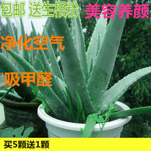 库拉索芦荟盆栽植物食用美容芦荟苗室内防辐射除甲醛芦荟植物盆栽