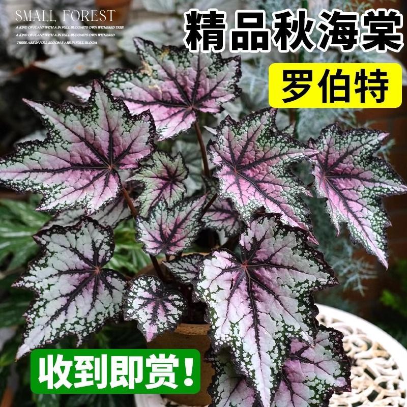 粉旗鱼秋海棠盆栽鳟鱼福寿竹节室内阳台好养易活四季开花卉绿植物