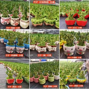 Сɭ�ֲ����������մ��� ���������������ㄓ��С���ԾW�t�Gֲ