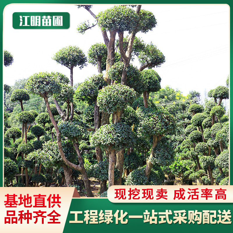 乔木造型赤楠盆景苗木绿化树苗常青景观树造型盆栽基地直供