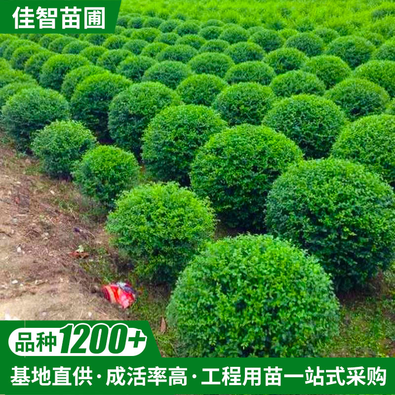 苗圃基地盆景茶花球庭院园林绿化景观工程茶花树苗灌木饱满工程球