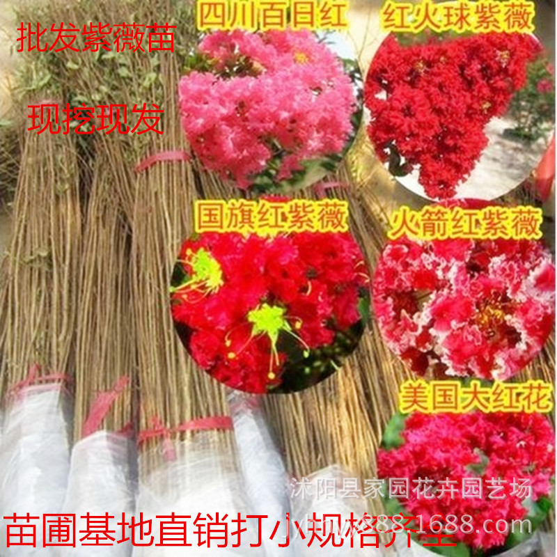 园林花卉绿化苗木批发 红花紫薇树苗 百日红小苗