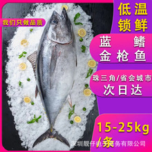 藍旗金槍魚 整條新鮮刺身藍旗黃鰭深海魚斯里蘭卡金槍魚批發