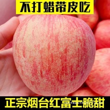 撒星批发-烟台红富士苹果斤斤水果新鲜脆甜栖霞现摘斤装山东包邮