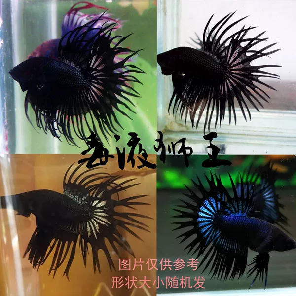 Black Lion King [President]